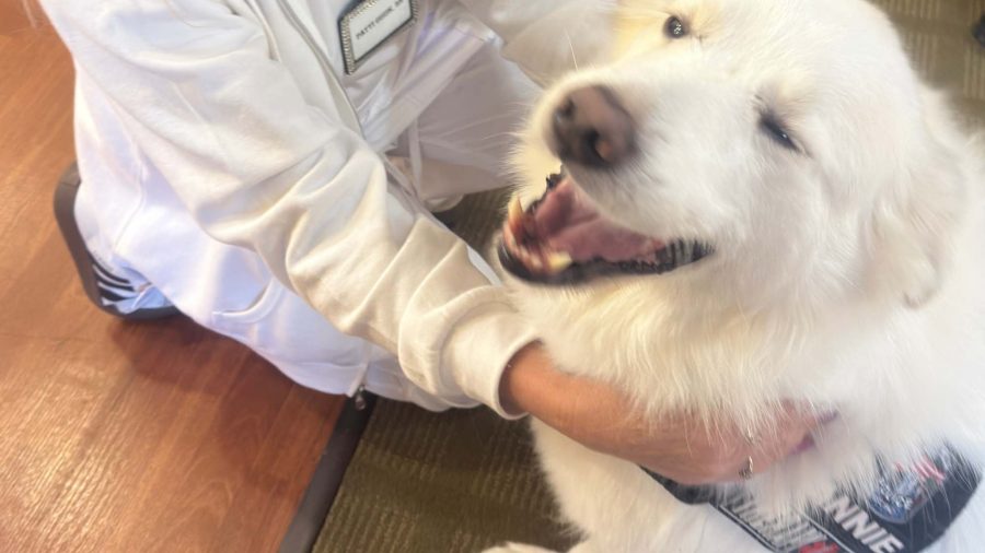 pets in senior living